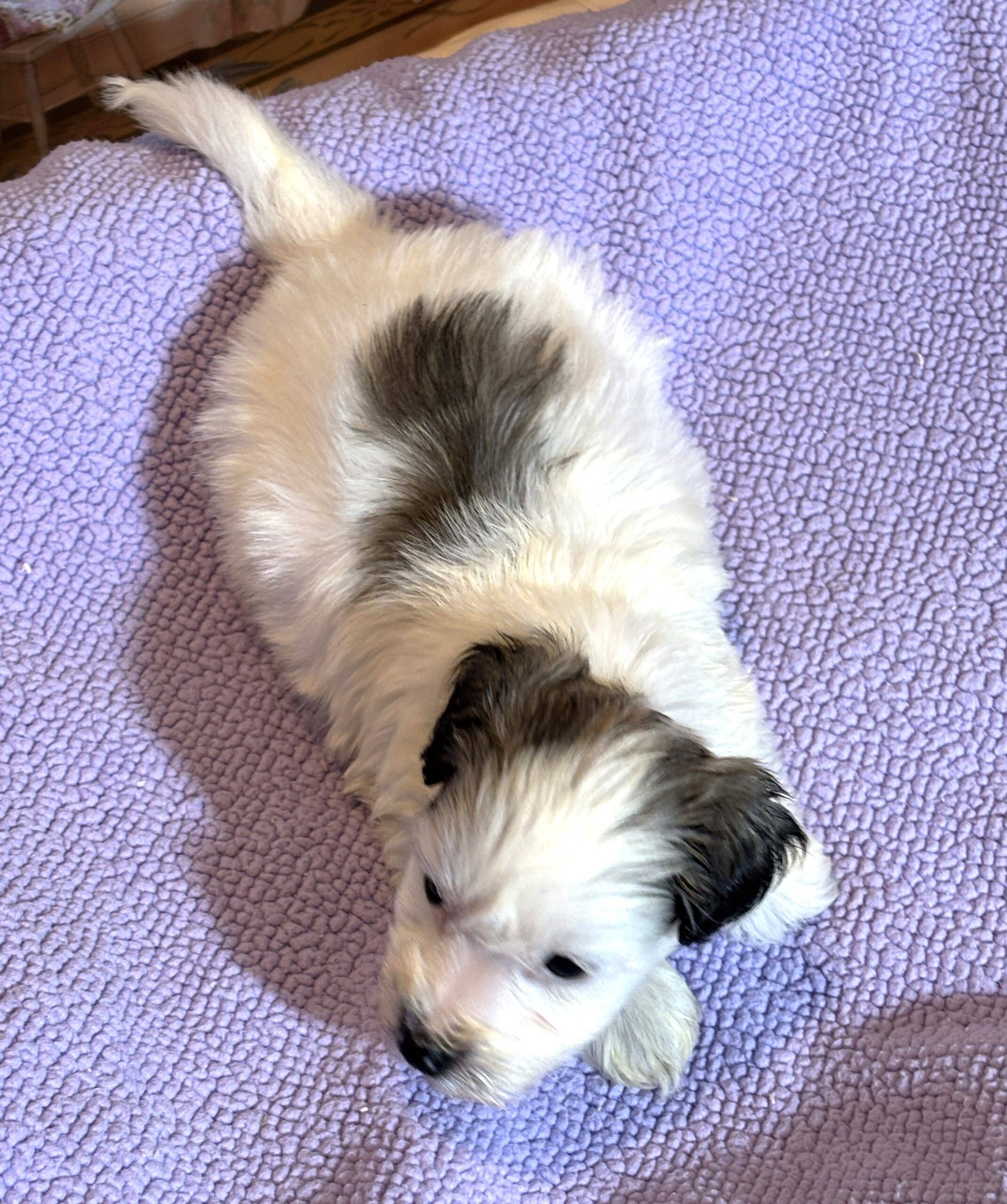 BAILEY – Chonzer (Bichon / Schnauzer Mix)