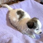 BAILEY – Chonzer (Bichon / Schnauzer Mix)