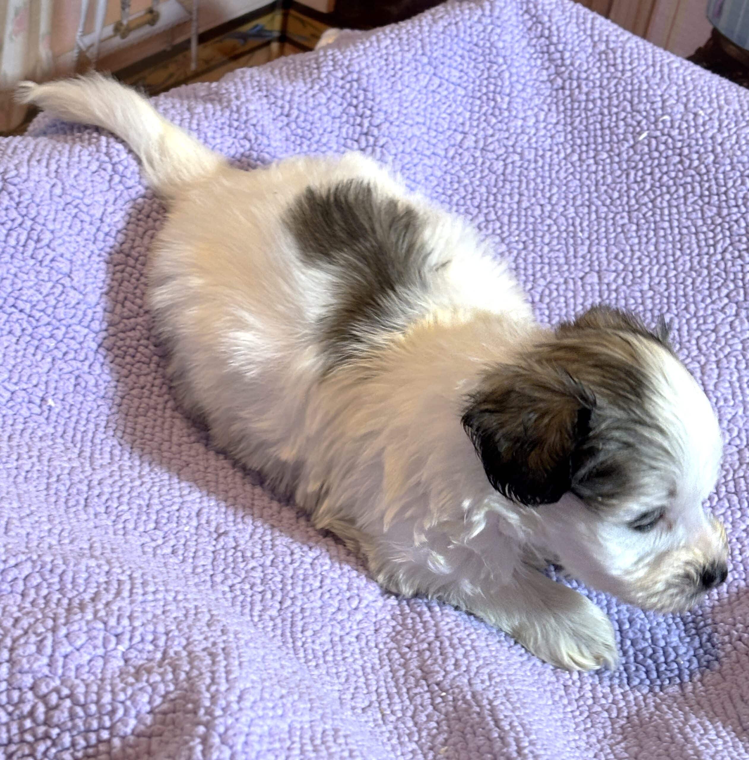 BAILEY – Chonzer (Bichon / Schnauzer Mix)