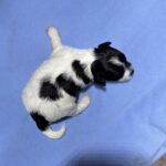 BRUCE – Chonzer (Bichon / Schnauzer Mix)