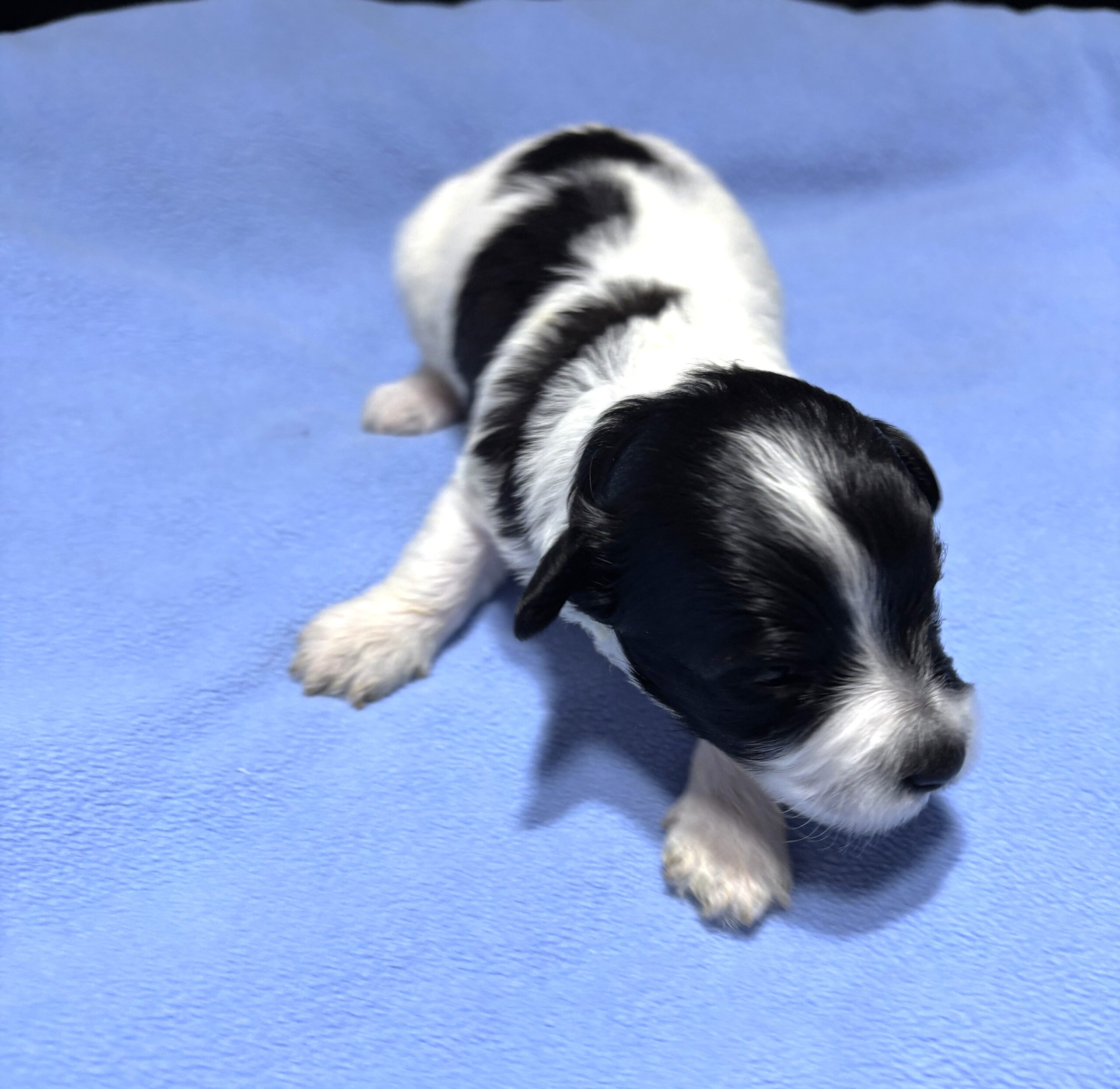 BRUCE – Chonzer (Bichon / Schnauzer Mix)
