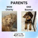 New Schnoodle Litters Coming! Click ‘View Details’ to Learn More