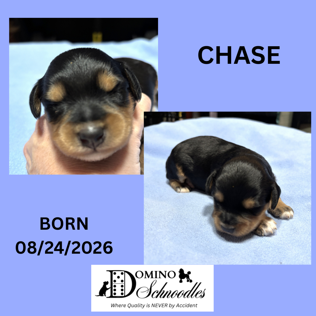 Autumn’s Schnoodle Litter!! Click Details to Learn More