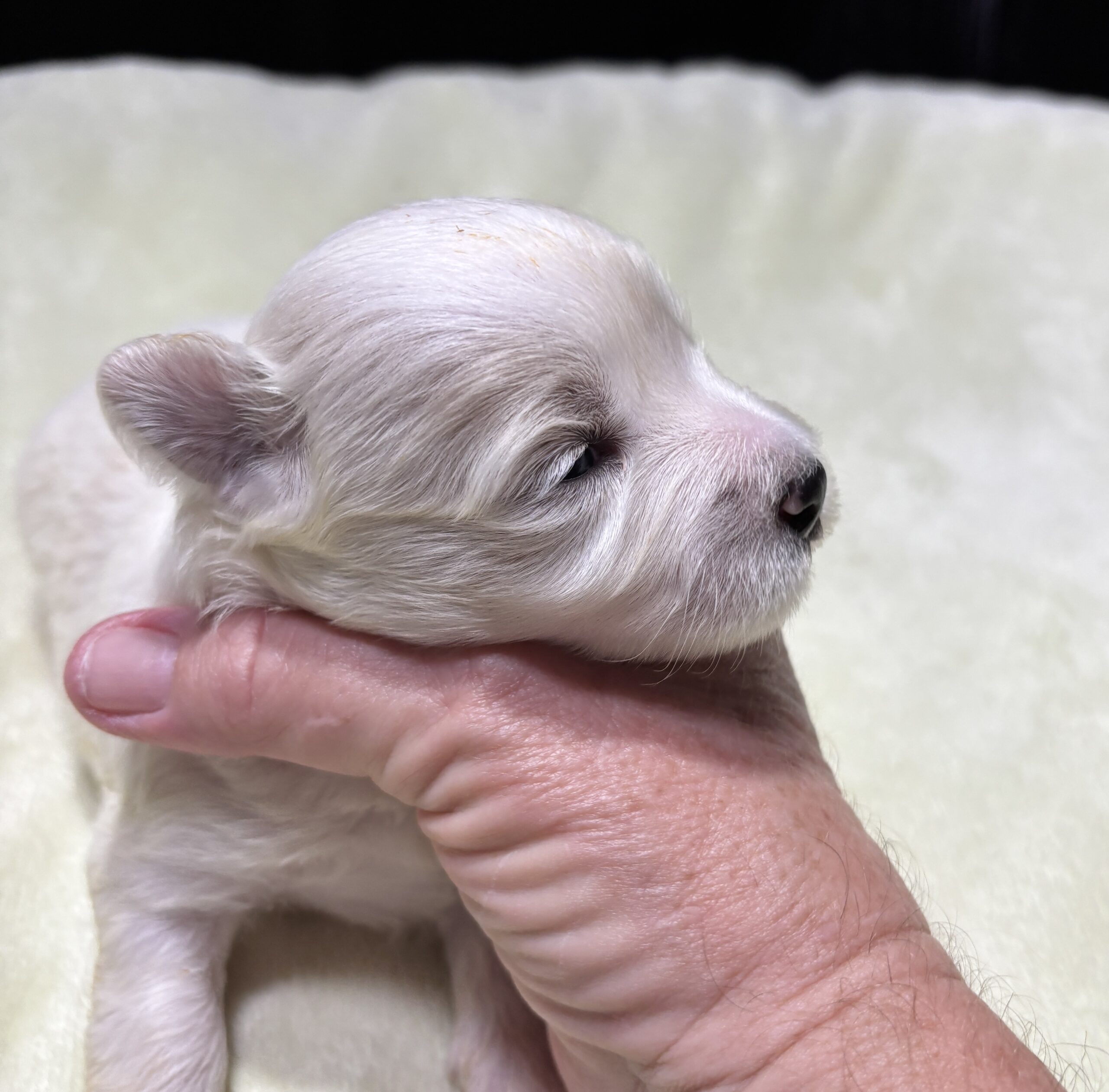 CRYSTAL – Chonzer (Bichon / Schnauzer Mix)