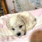 CRYSTAL – Chonzer (Bichon / Schnauzer Mix)