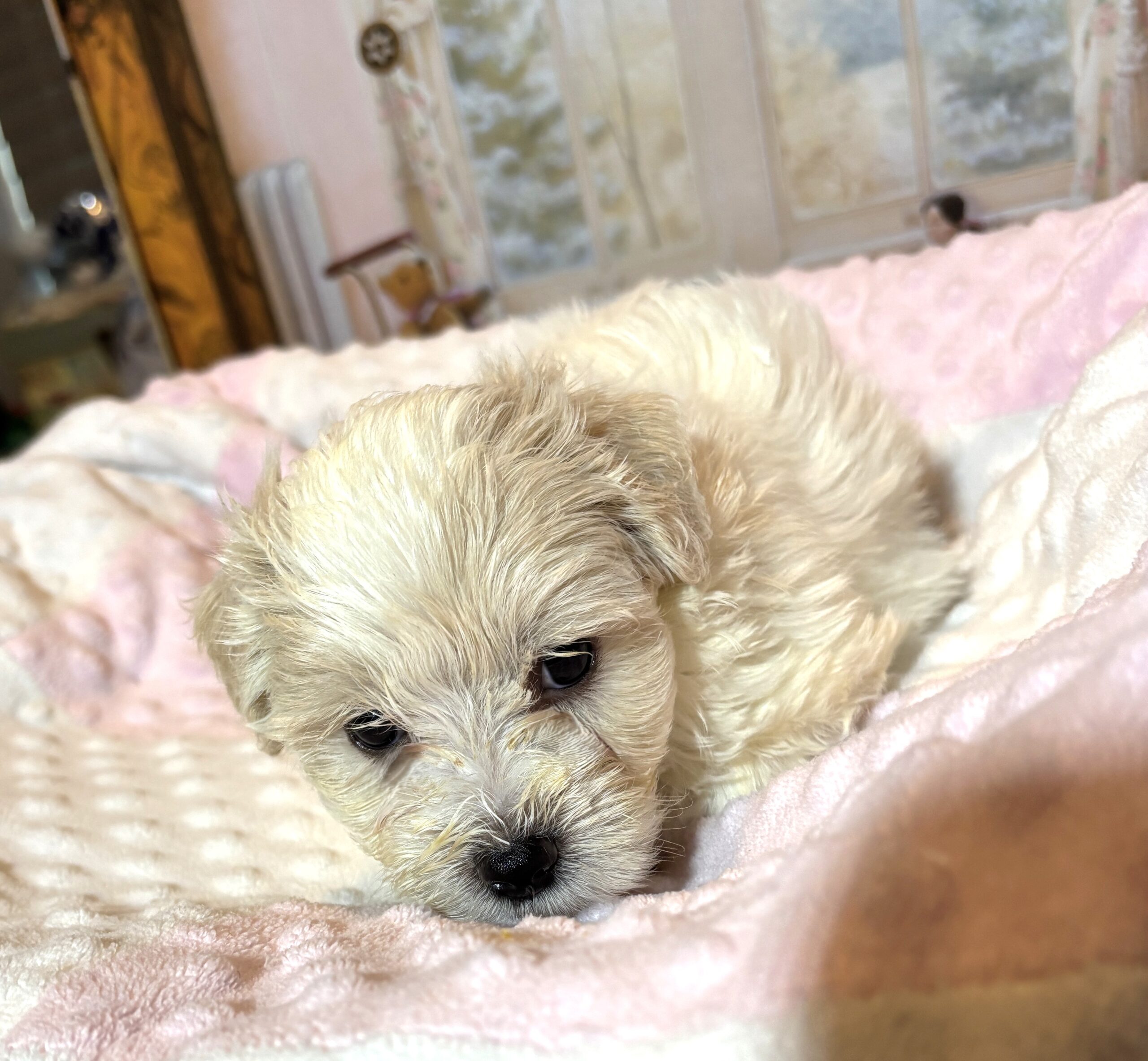 CRYSTAL – Chonzer (Bichon / Schnauzer Mix)