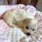 CRYSTAL – Chonzer (Bichon / Schnauzer Mix)