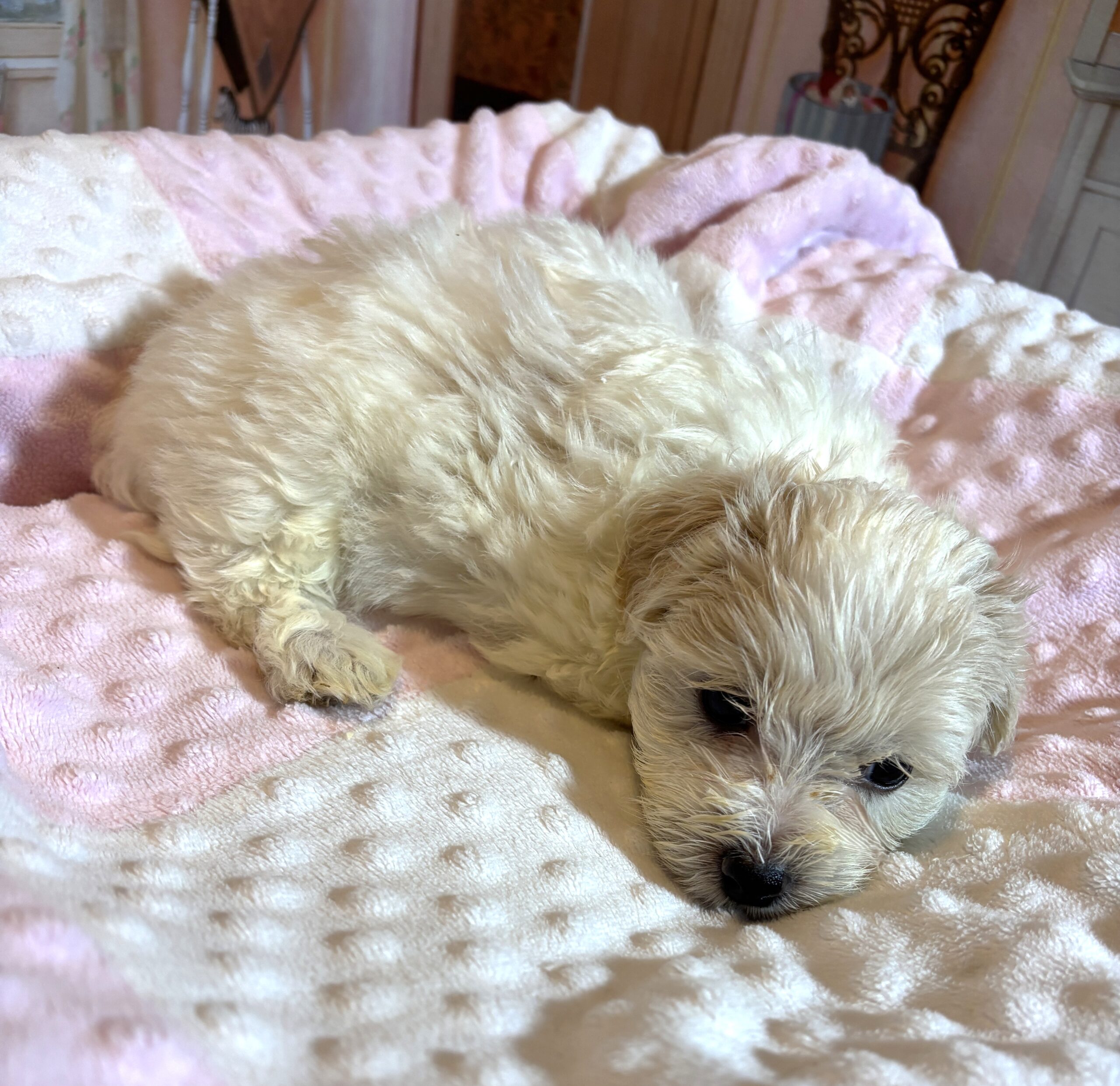 CRYSTAL – Chonzer (Bichon / Schnauzer Mix)
