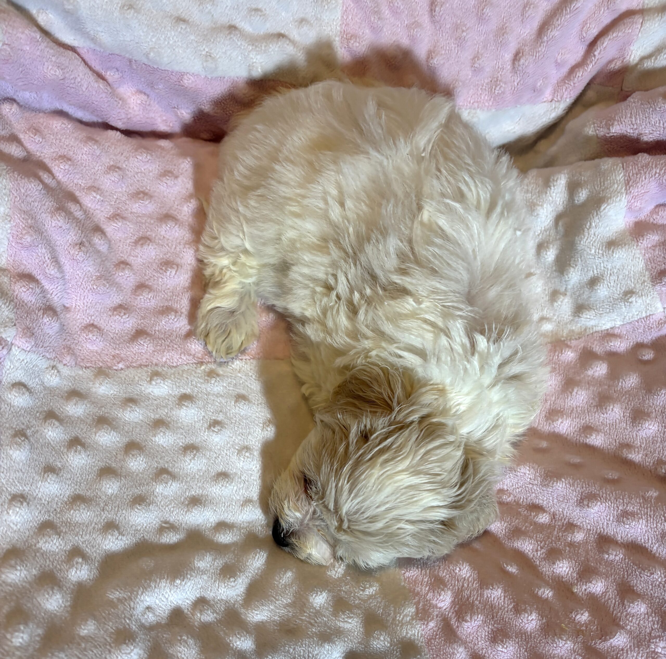 CRYSTAL – Chonzer (Bichon / Schnauzer Mix)