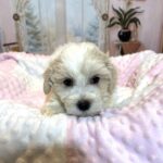 CRYSTAL – Chonzer (Bichon / Schnauzer Mix)
