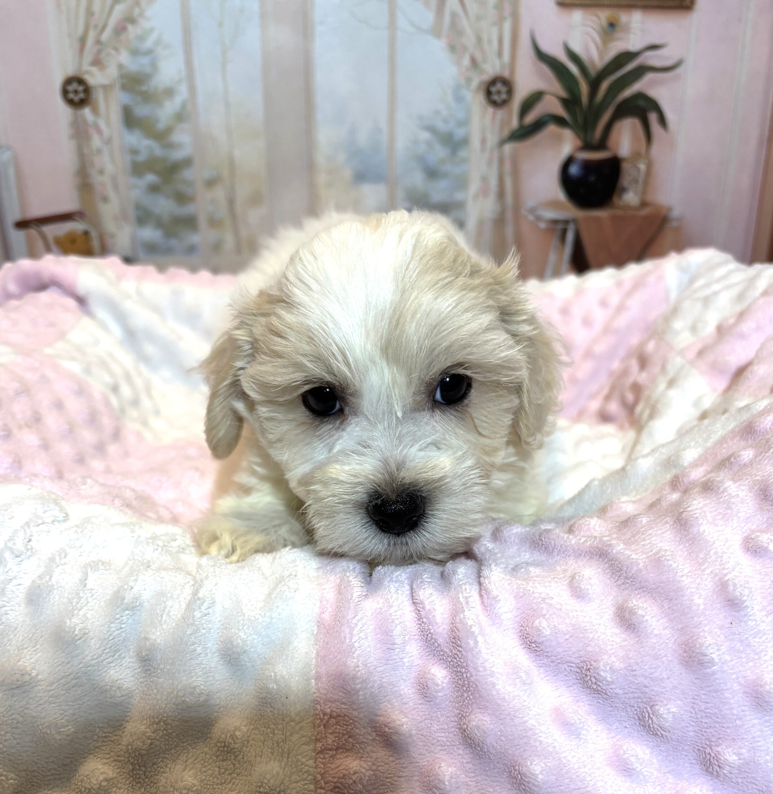 CRYSTAL – Chonzer (Bichon / Schnauzer Mix)