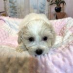 CRYSTAL – Chonzer (Bichon / Schnauzer Mix)
