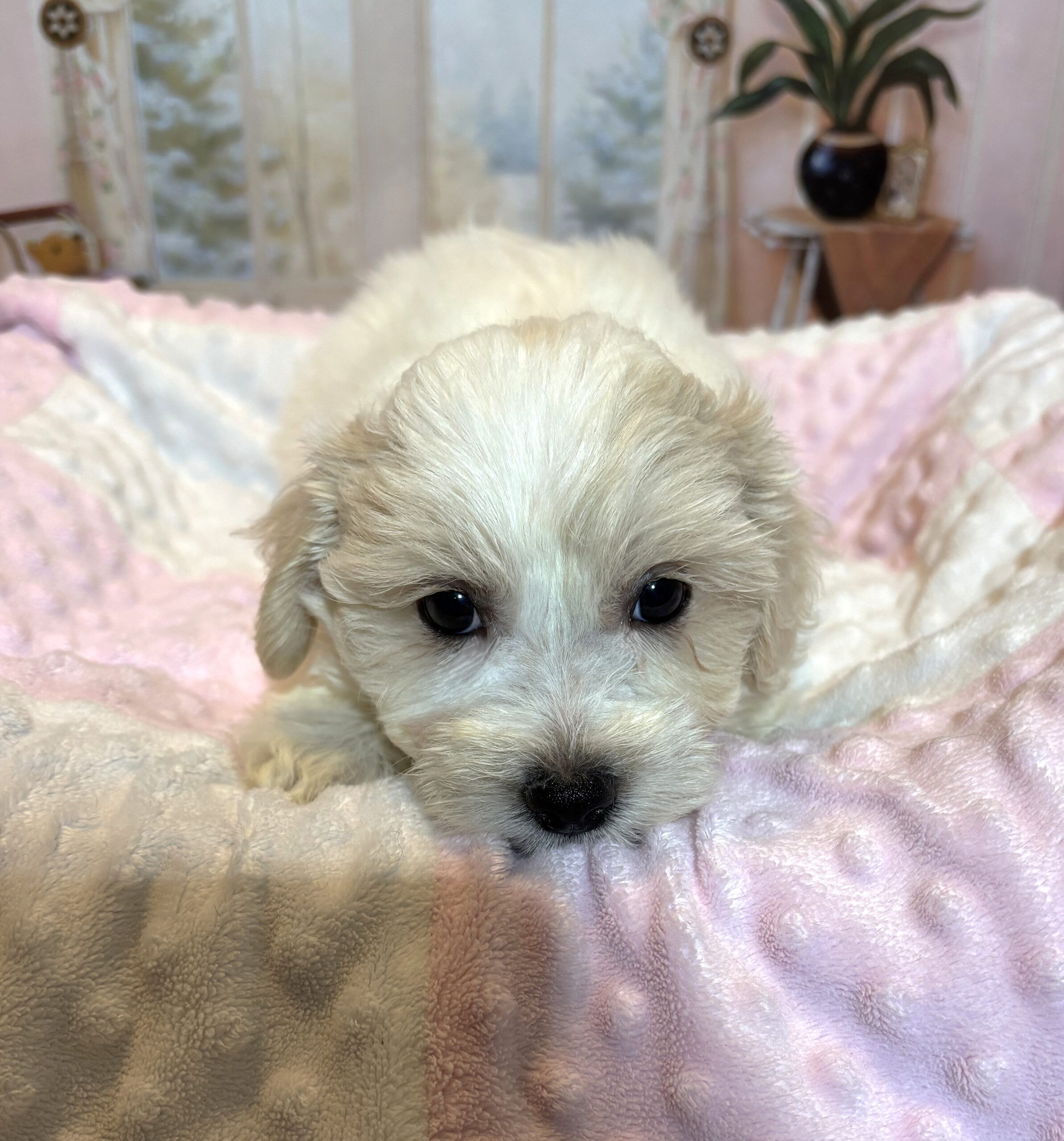 CRYSTAL – Chonzer (Bichon / Schnauzer Mix)