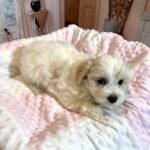 CRYSTAL – Chonzer (Bichon / Schnauzer Mix)