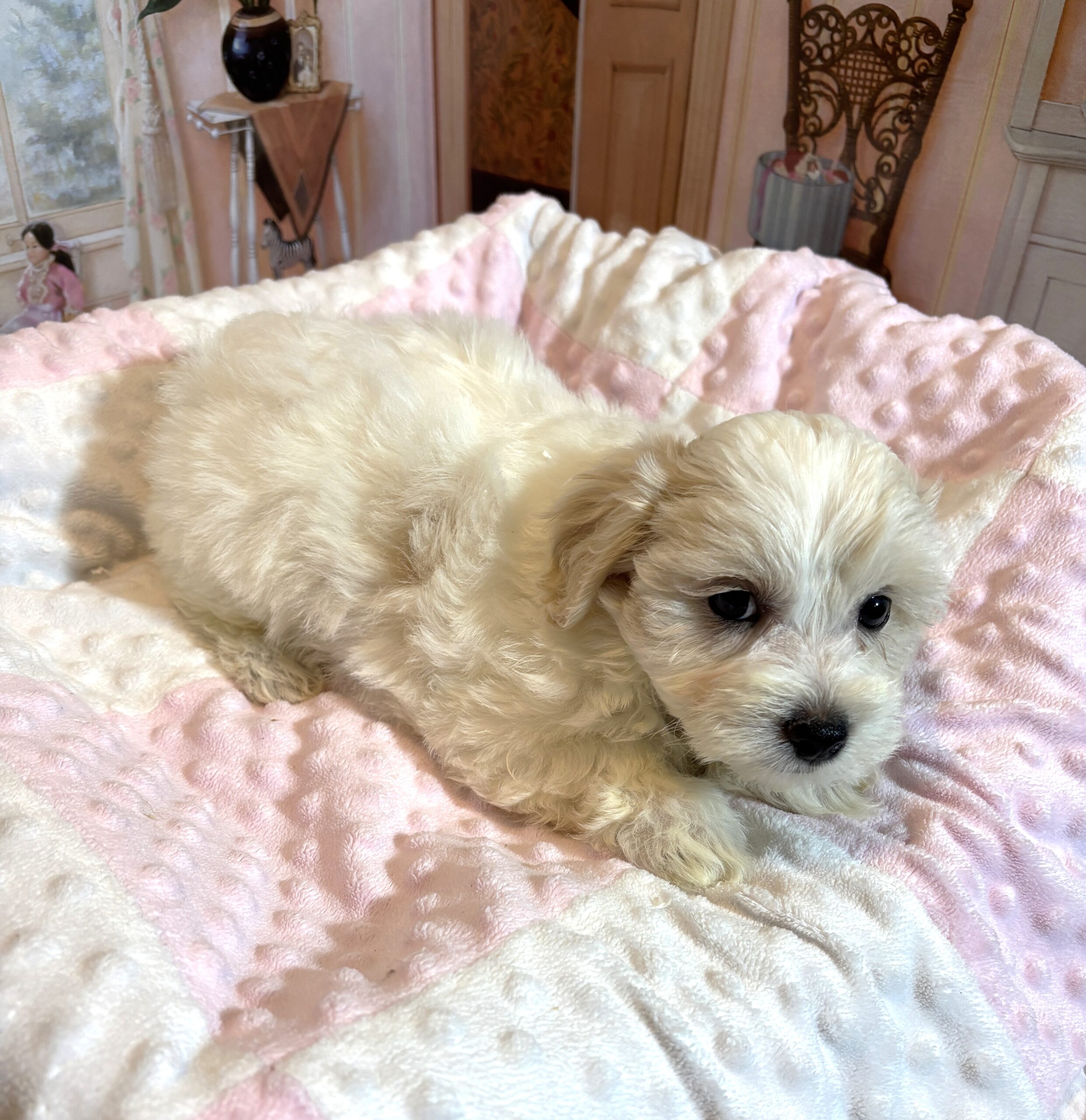 CRYSTAL – Chonzer (Bichon / Schnauzer Mix)