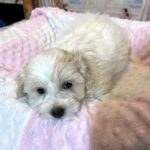 CRYSTAL – Chonzer (Bichon / Schnauzer Mix)