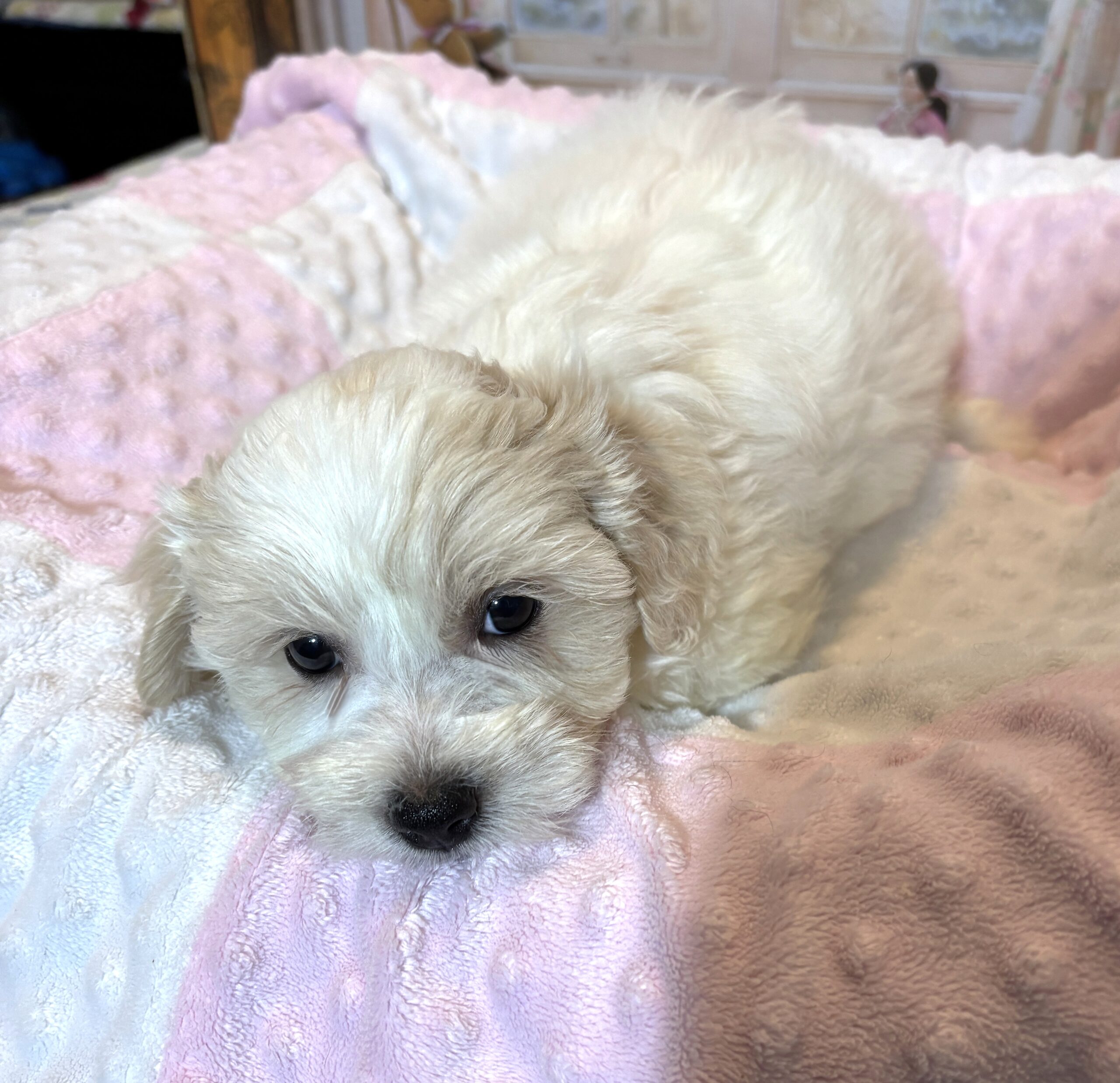 CRYSTAL – Chonzer (Bichon / Schnauzer Mix)