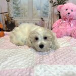 CRYSTAL – Chonzer (Bichon / Schnauzer Mix)