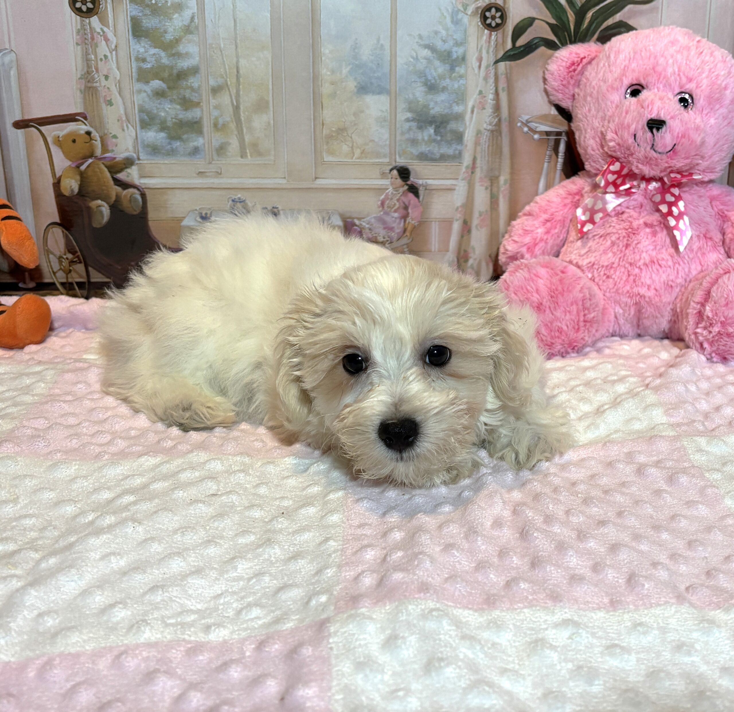 CRYSTAL – Chonzer (Bichon / Schnauzer Mix)
