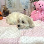 CRYSTAL – Chonzer (Bichon / Schnauzer Mix)