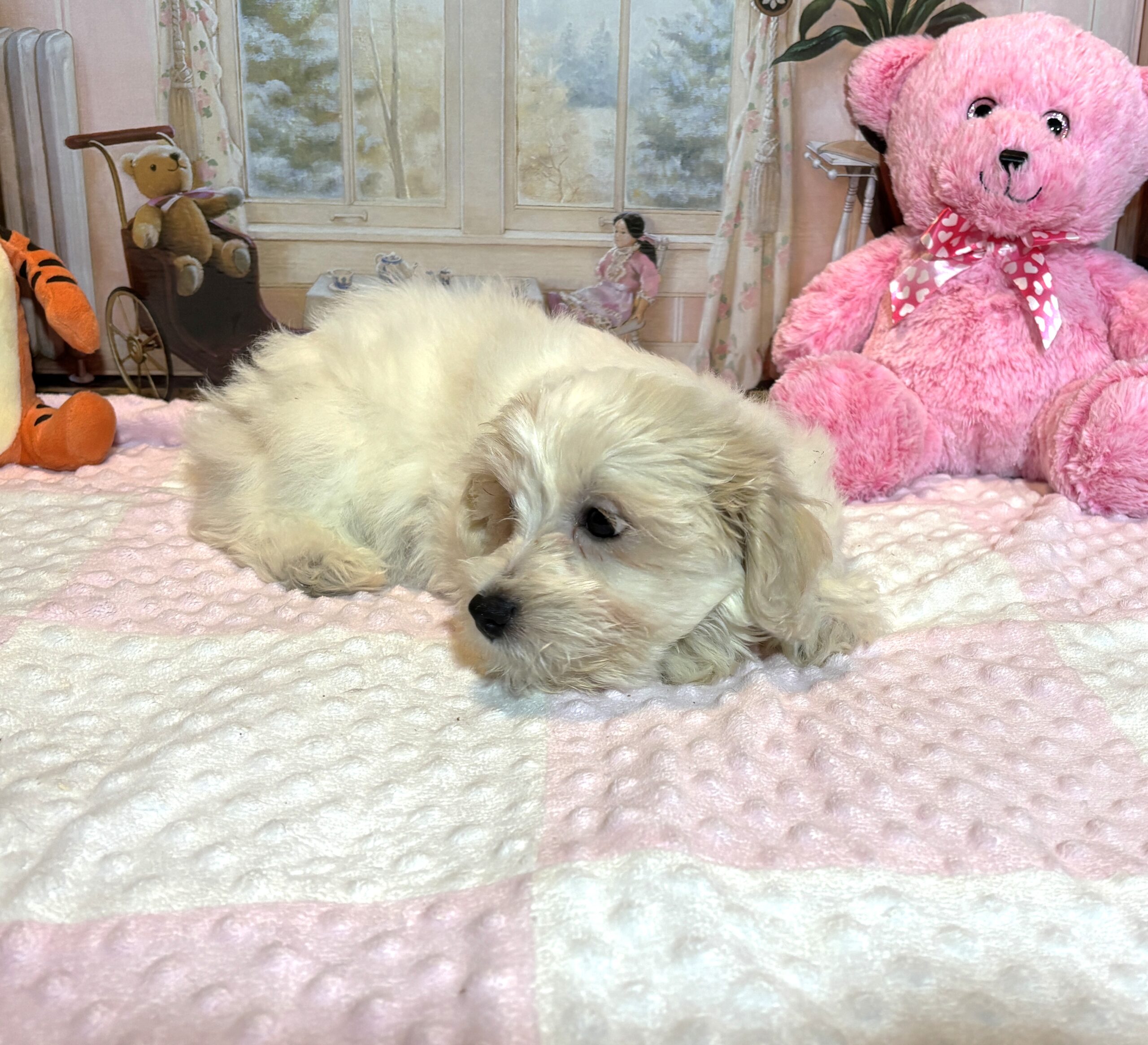 CRYSTAL – Chonzer (Bichon / Schnauzer Mix)