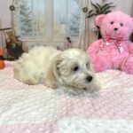 CRYSTAL – Chonzer (Bichon / Schnauzer Mix)