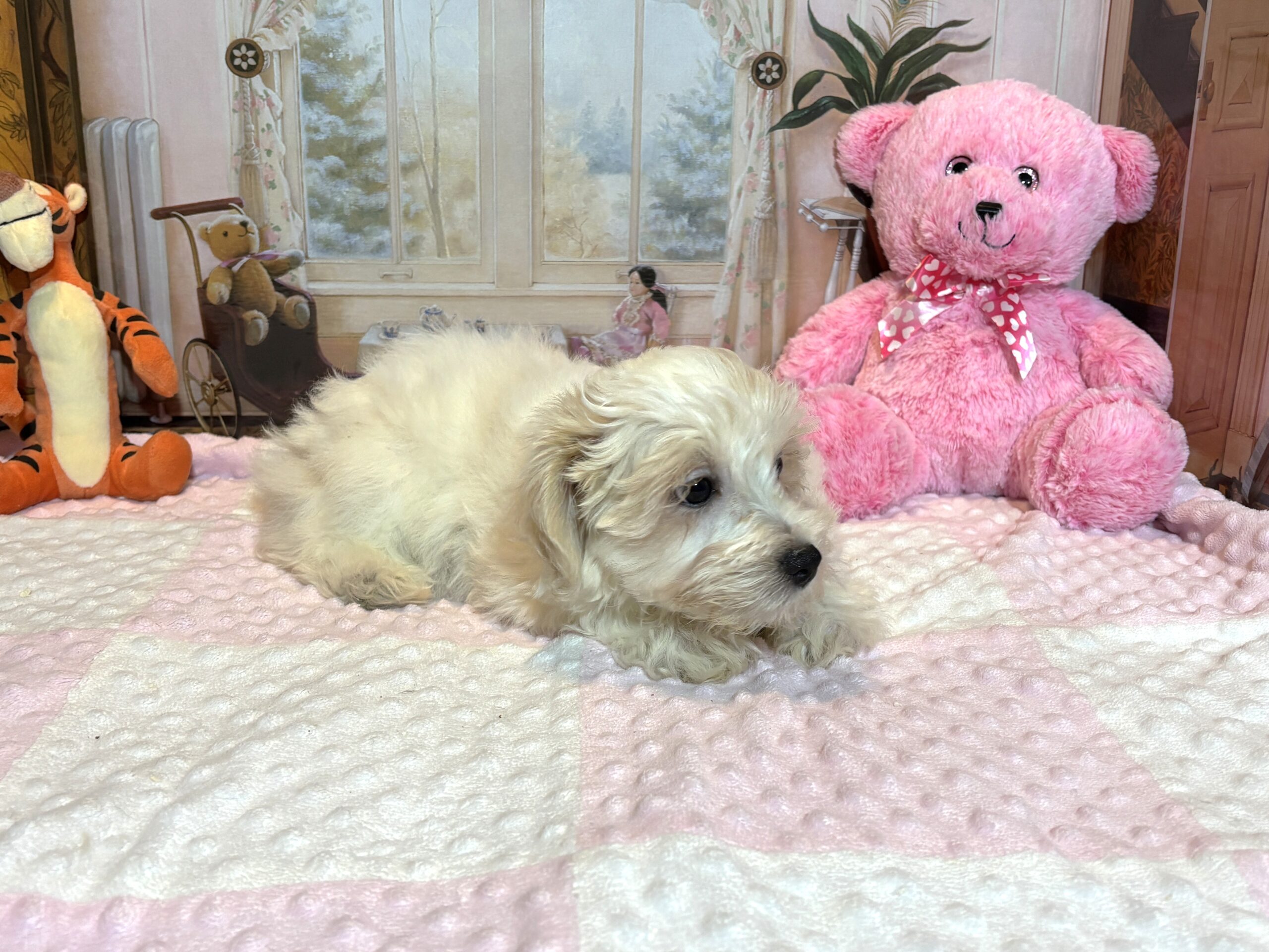 CRYSTAL – Chonzer (Bichon / Schnauzer Mix)