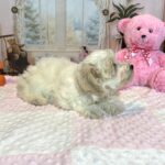CRYSTAL – Chonzer (Bichon / Schnauzer Mix)
