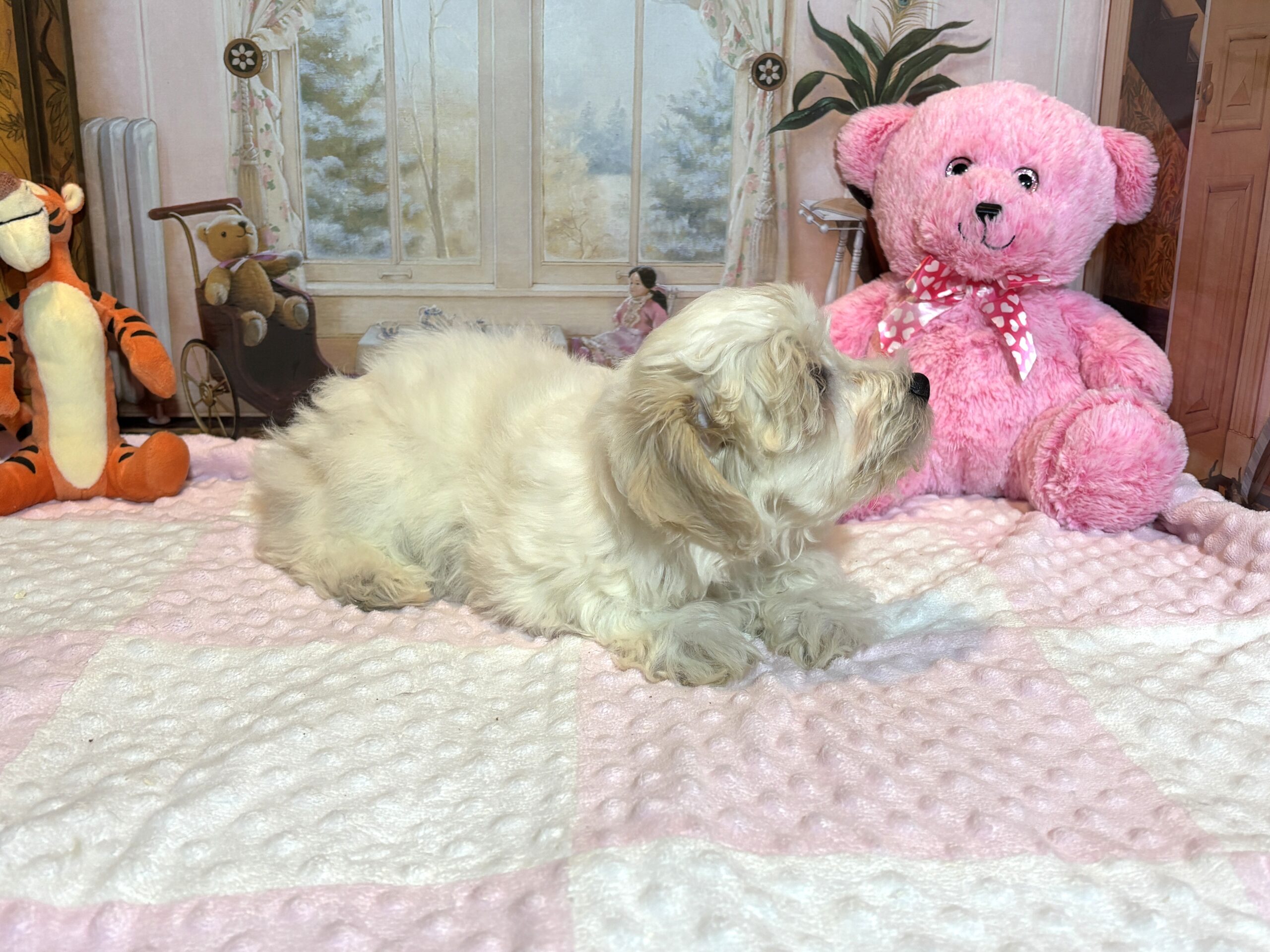 CRYSTAL – Chonzer (Bichon / Schnauzer Mix)