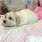 CRYSTAL – Chonzer (Bichon / Schnauzer Mix)