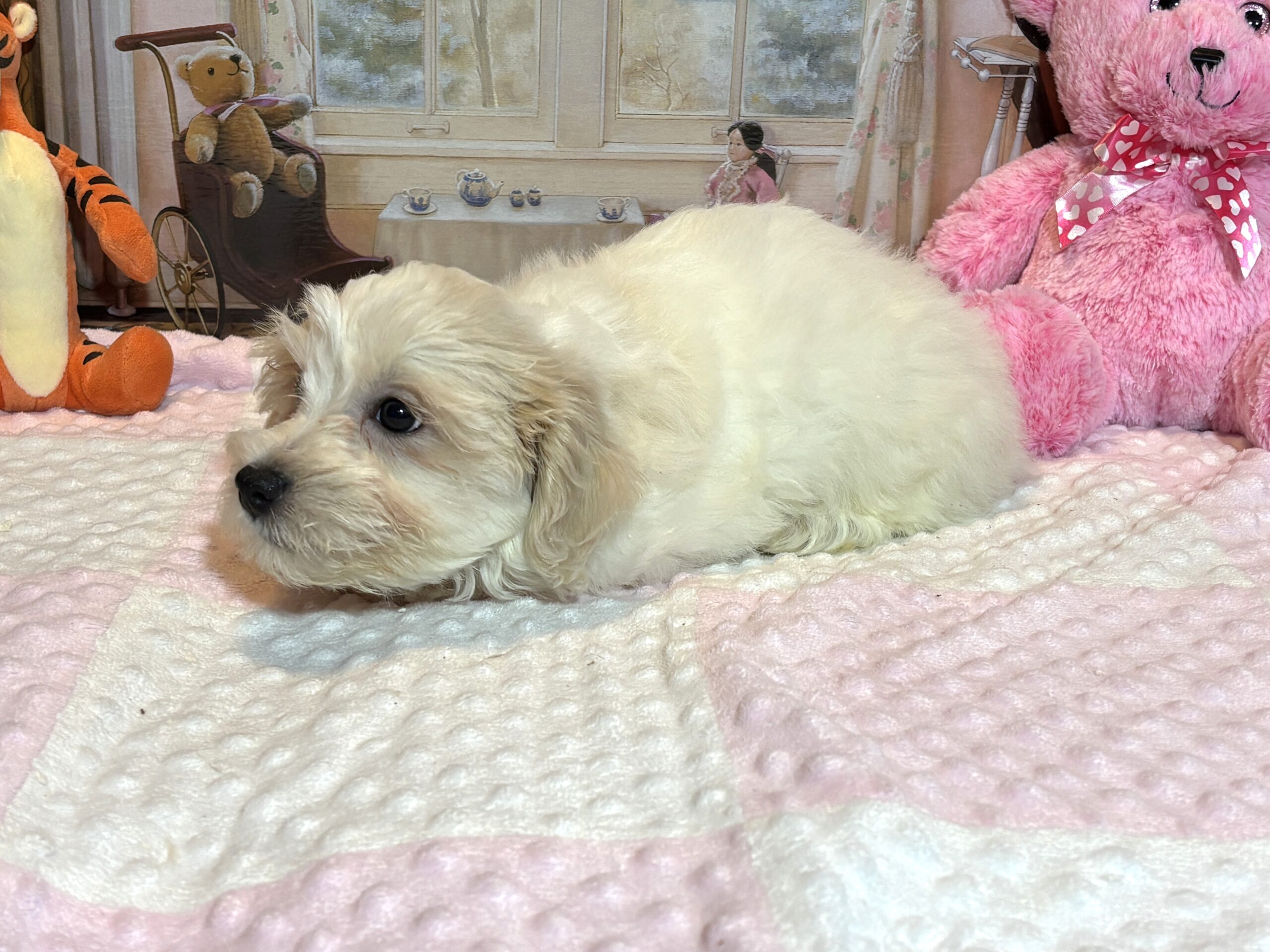 CRYSTAL – Chonzer (Bichon / Schnauzer Mix)