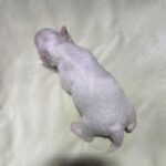 CRYSTAL – Chonzer (Bichon / Schnauzer Mix)