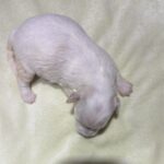 CRYSTAL – Chonzer (Bichon / Schnauzer Mix)