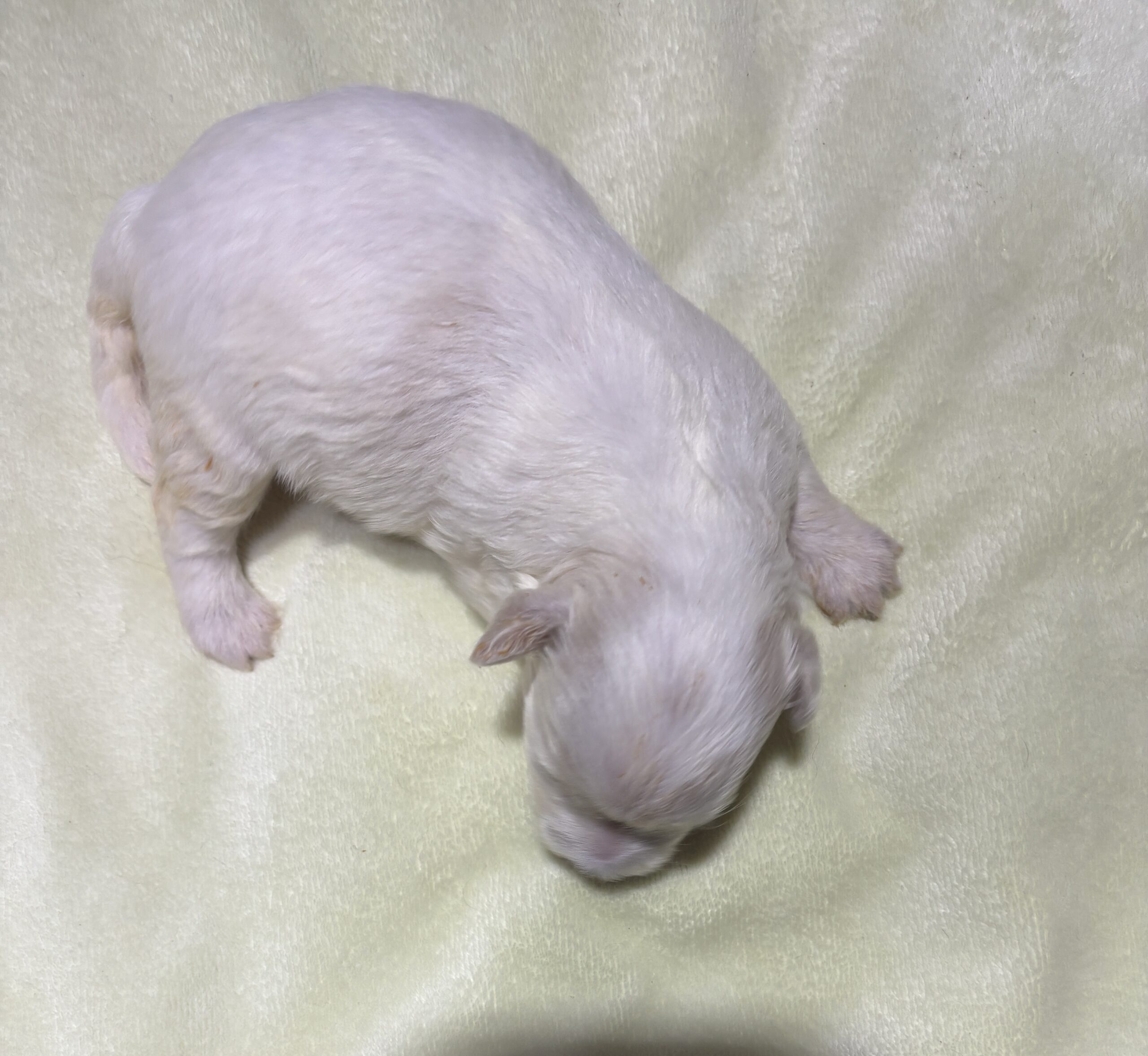 CRYSTAL – Chonzer (Bichon / Schnauzer Mix)