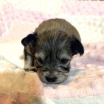 DAISY – Chonzer (Bichon / Schnauzer Mix)