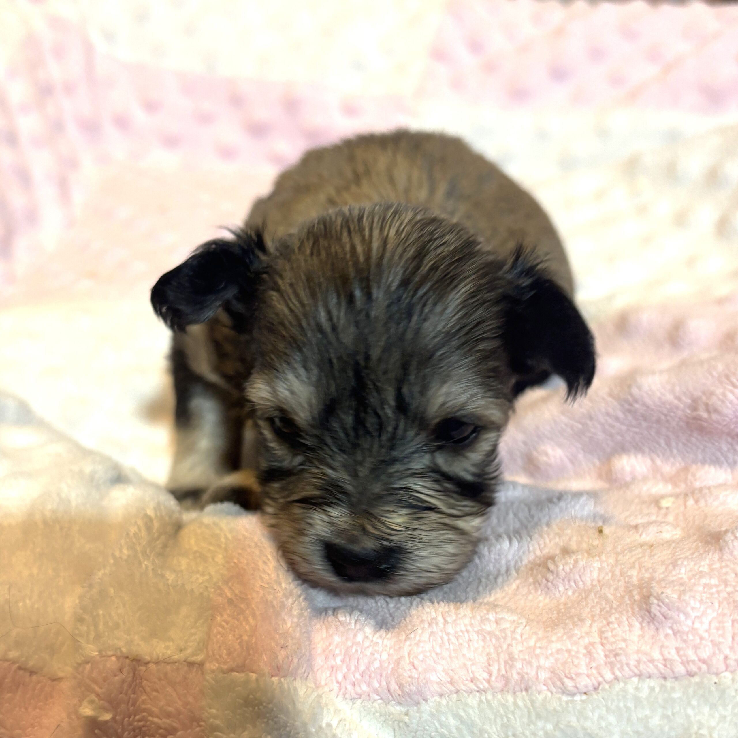 DAISY – Chonzer (Bichon / Schnauzer Mix)