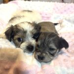 DAISY – Chonzer (Bichon / Schnauzer Mix)