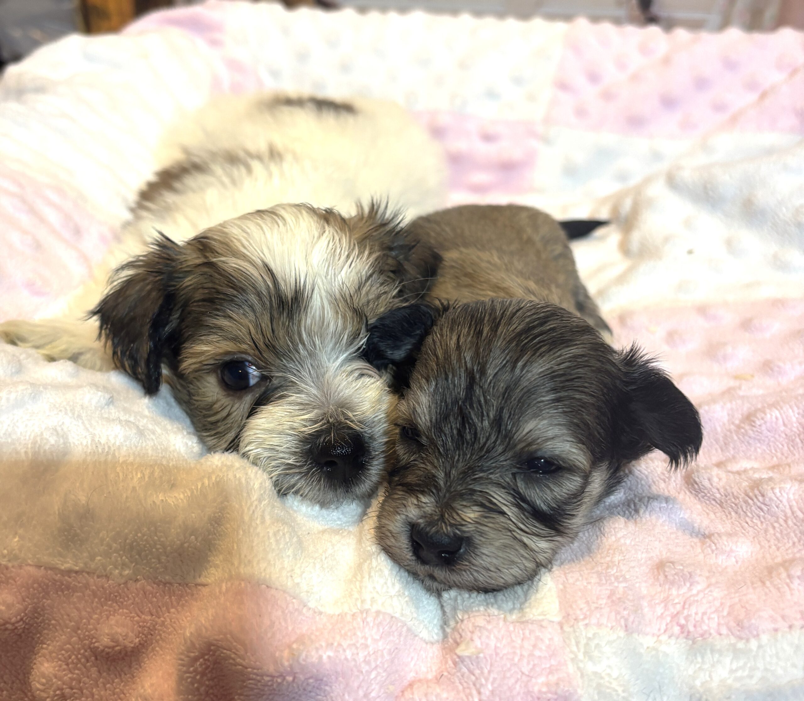 DAISY – Chonzer (Bichon / Schnauzer Mix)