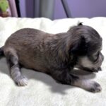 DAISY – Chonzer (Bichon / Schnauzer Mix)