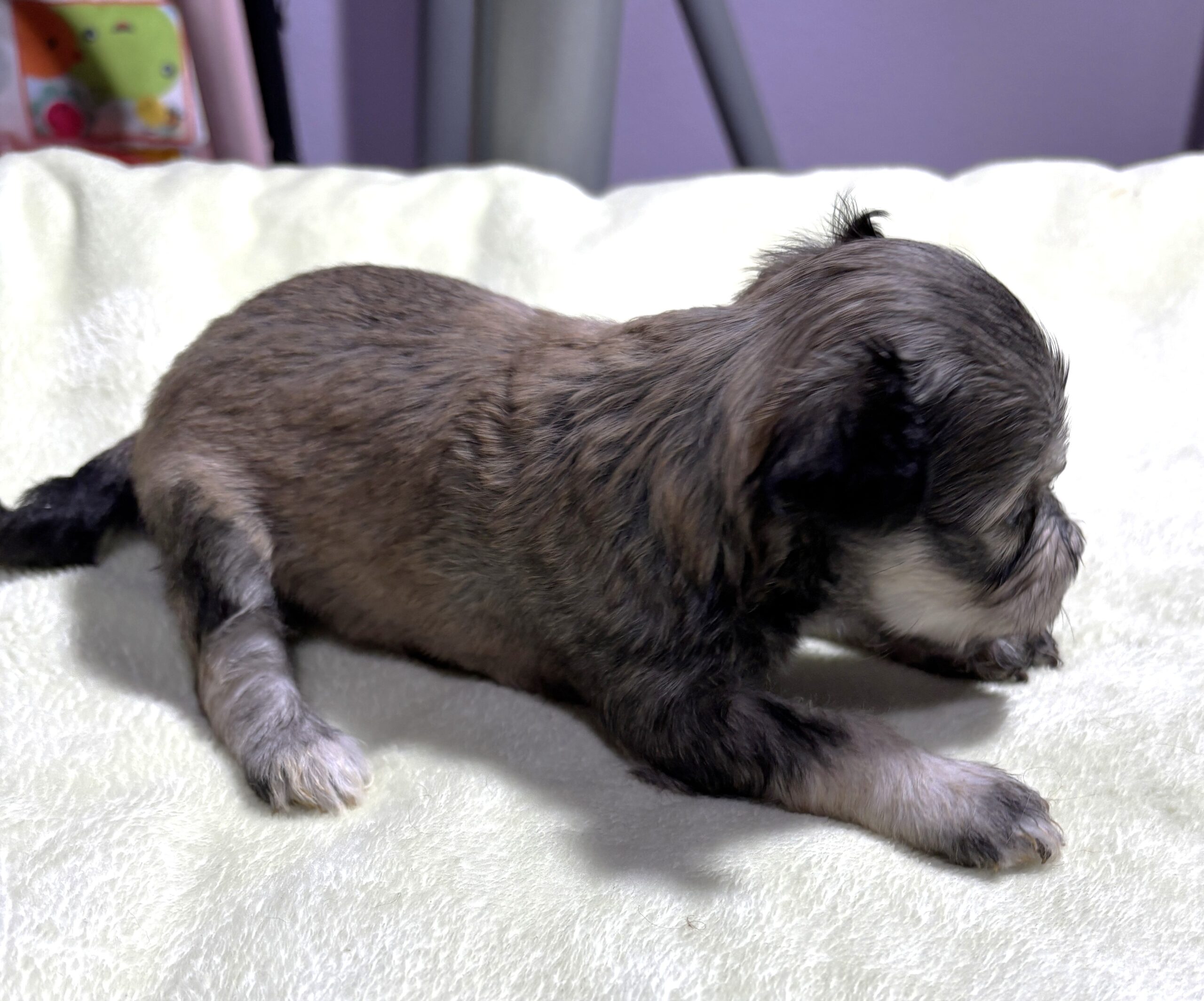 DAISY – Chonzer (Bichon / Schnauzer Mix)