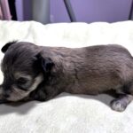 DAISY – Chonzer (Bichon / Schnauzer Mix)