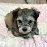 DAISY – Chonzer (Bichon / Schnauzer Mix)