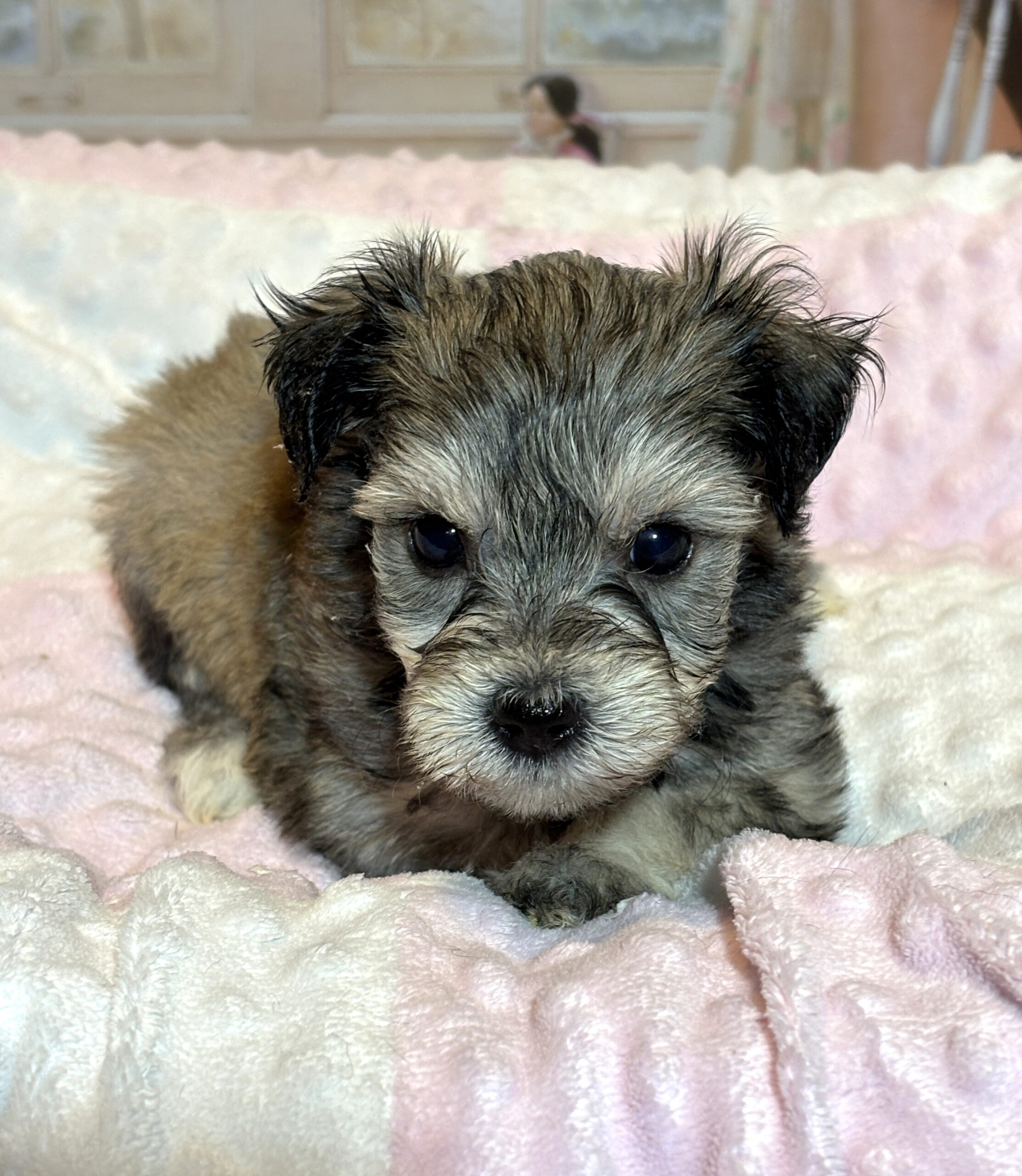DAISY – Chonzer (Bichon / Schnauzer Mix)
