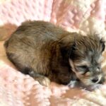 DAISY – Chonzer (Bichon / Schnauzer Mix)