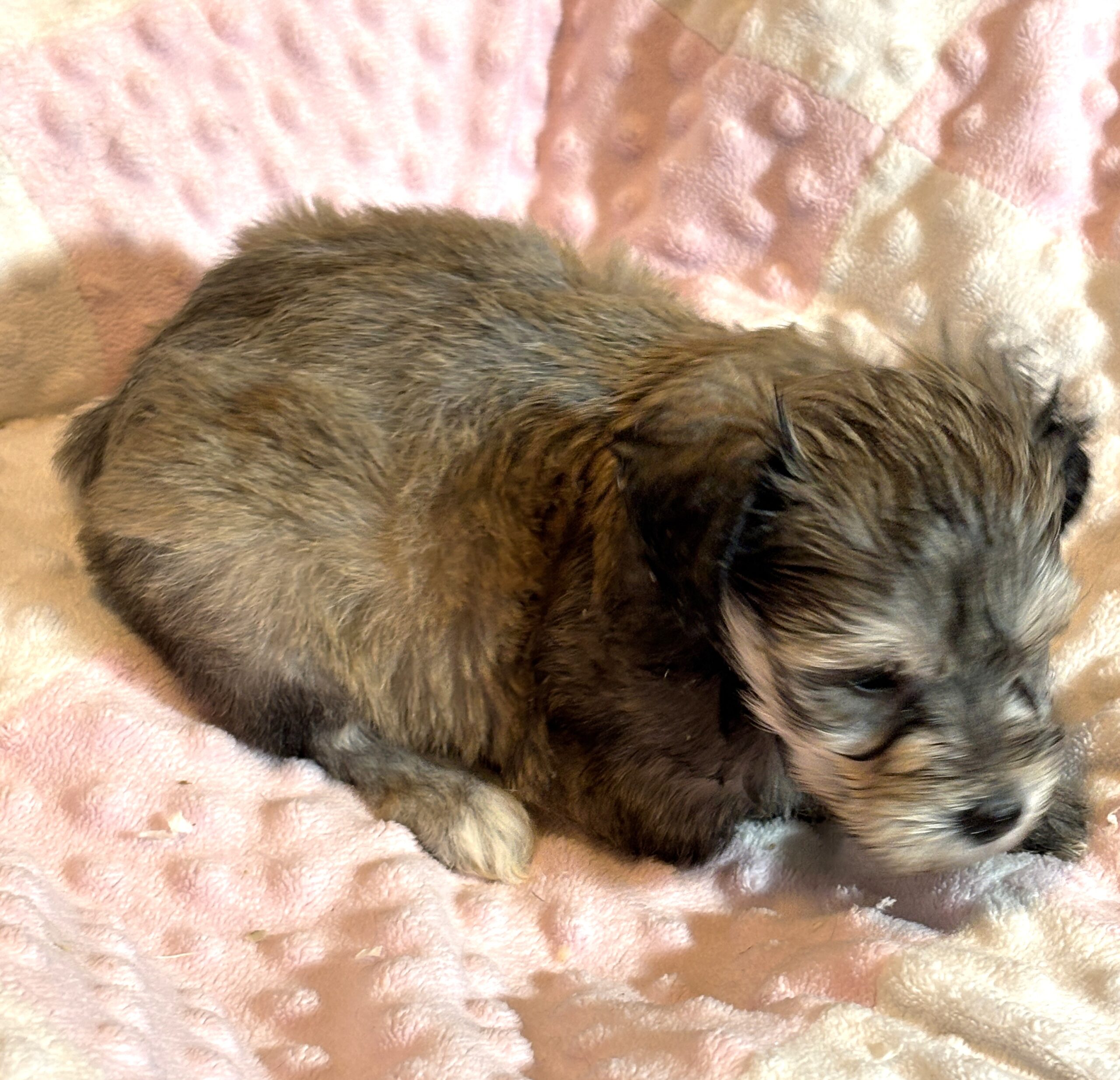 DAISY – Chonzer (Bichon / Schnauzer Mix)