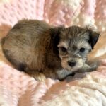 DAISY – Chonzer (Bichon / Schnauzer Mix)