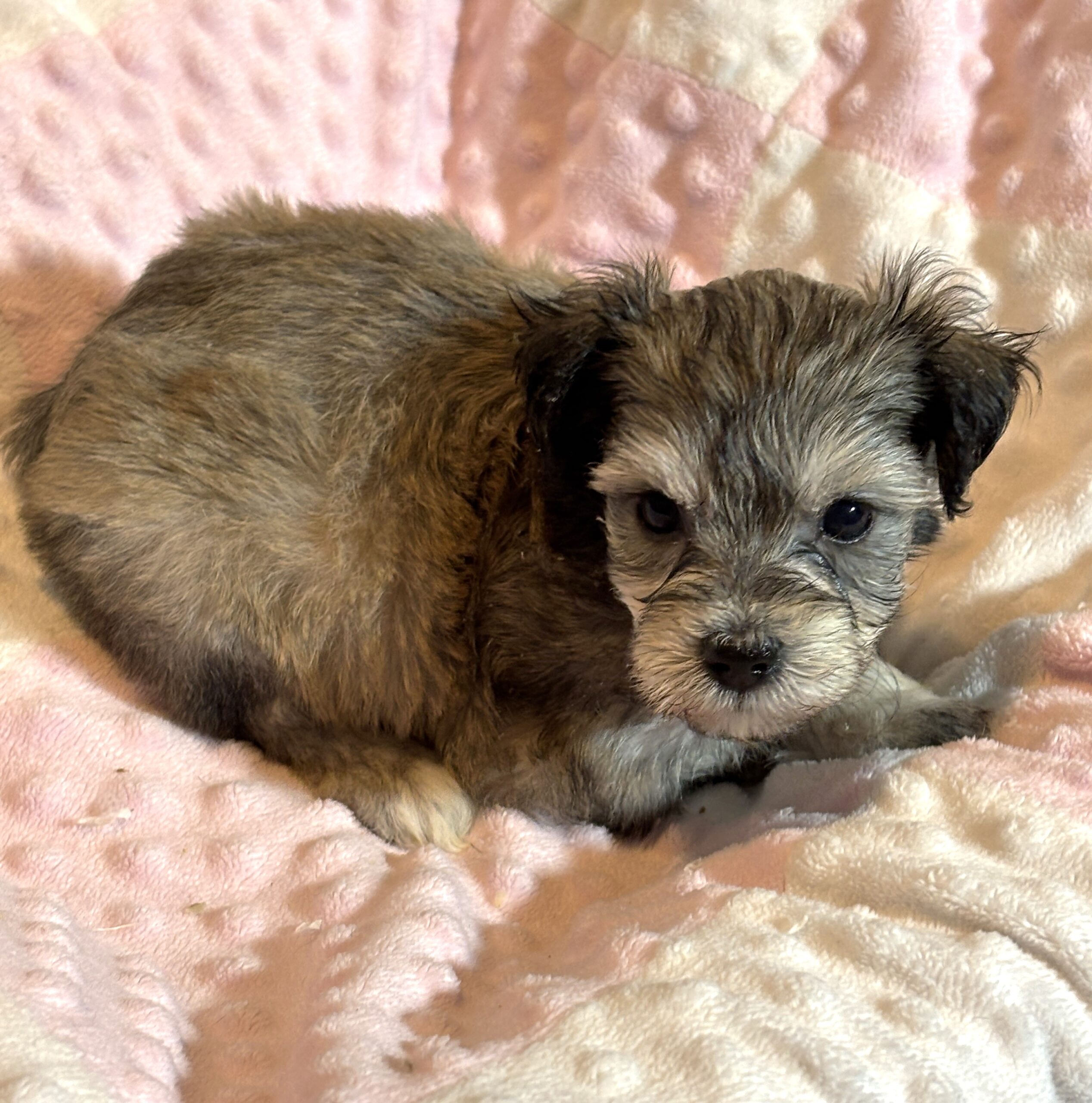 DAISY – Chonzer (Bichon / Schnauzer Mix)