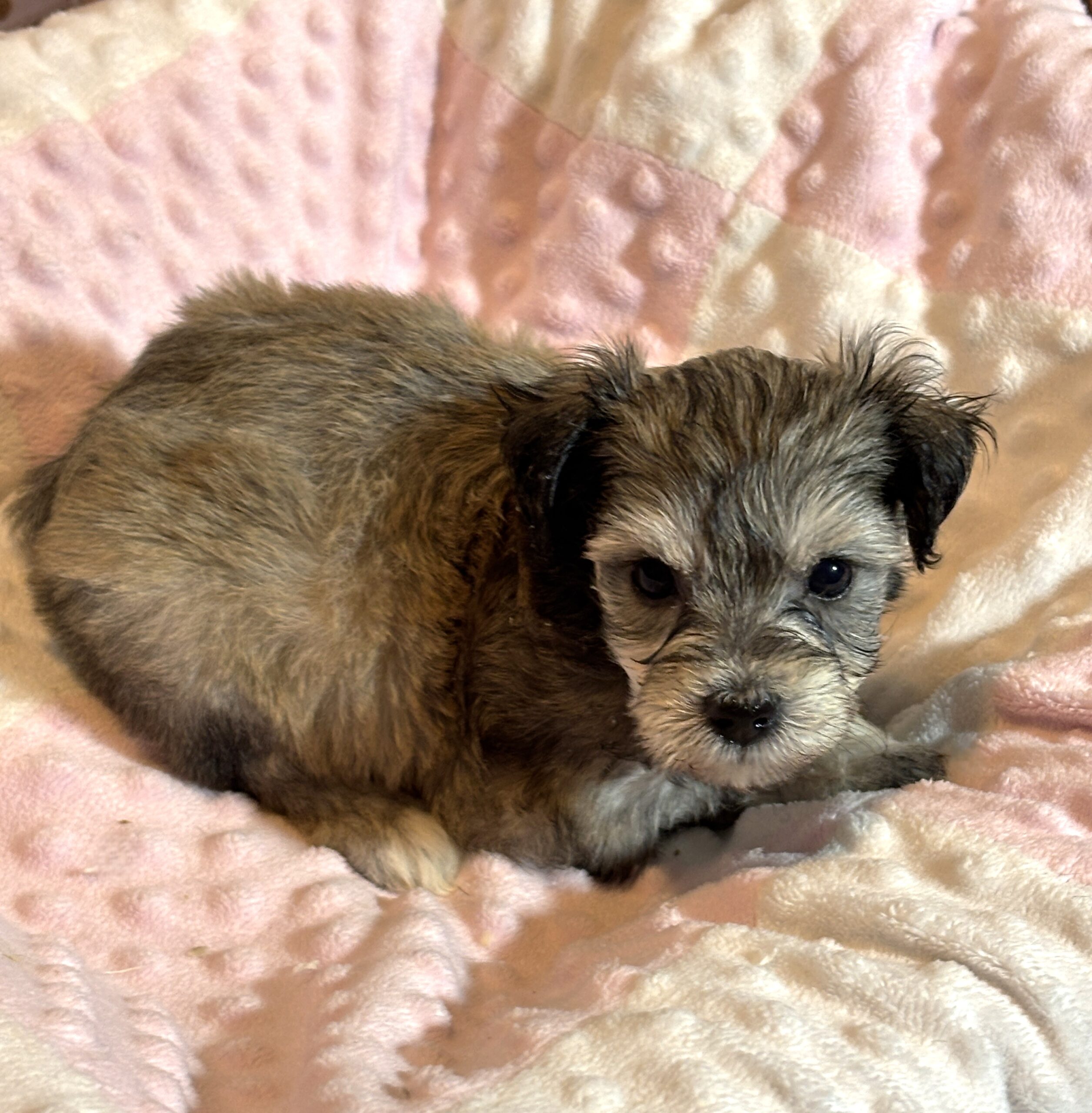 DAISY – Chonzer (Bichon / Schnauzer Mix)