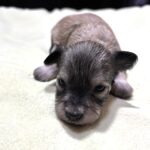 DAISY – Chonzer (Bichon / Schnauzer Mix)