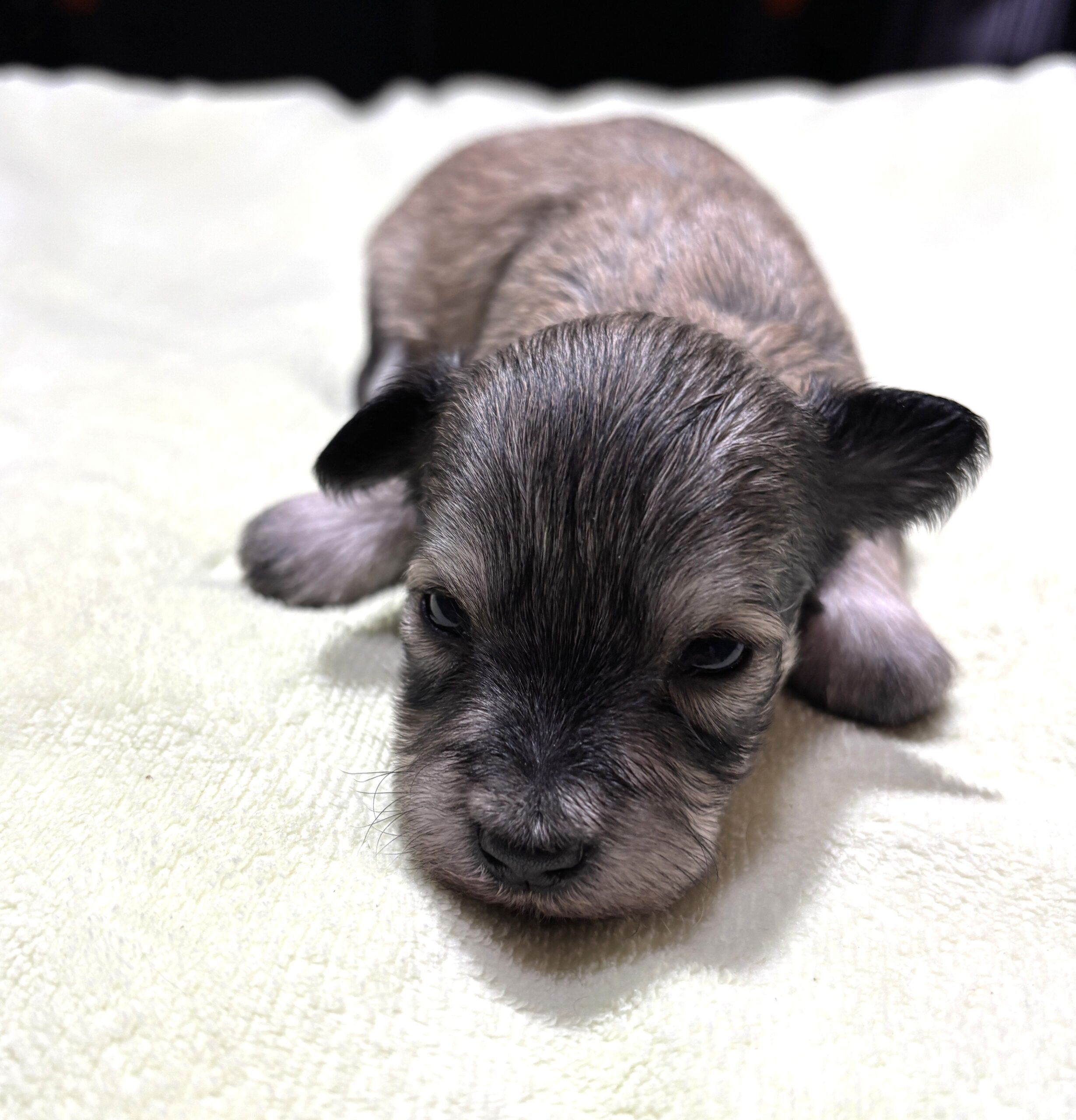 DAISY – Chonzer (Bichon / Schnauzer Mix)